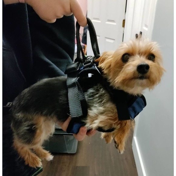 Pet Safe Dog Harness Medium blue and black carry handle - Picture 3 of 6